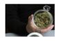 How to Stay on Top of Cannabis Consumer Trends